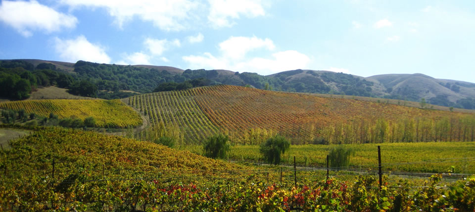 Sonoma Wine Country Links from Casa Carolina